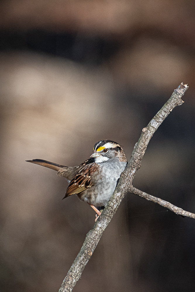 White Throated Sparrow at Mason Neck