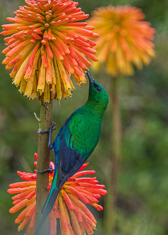 Malachite Sunbird at Botanical Gardens