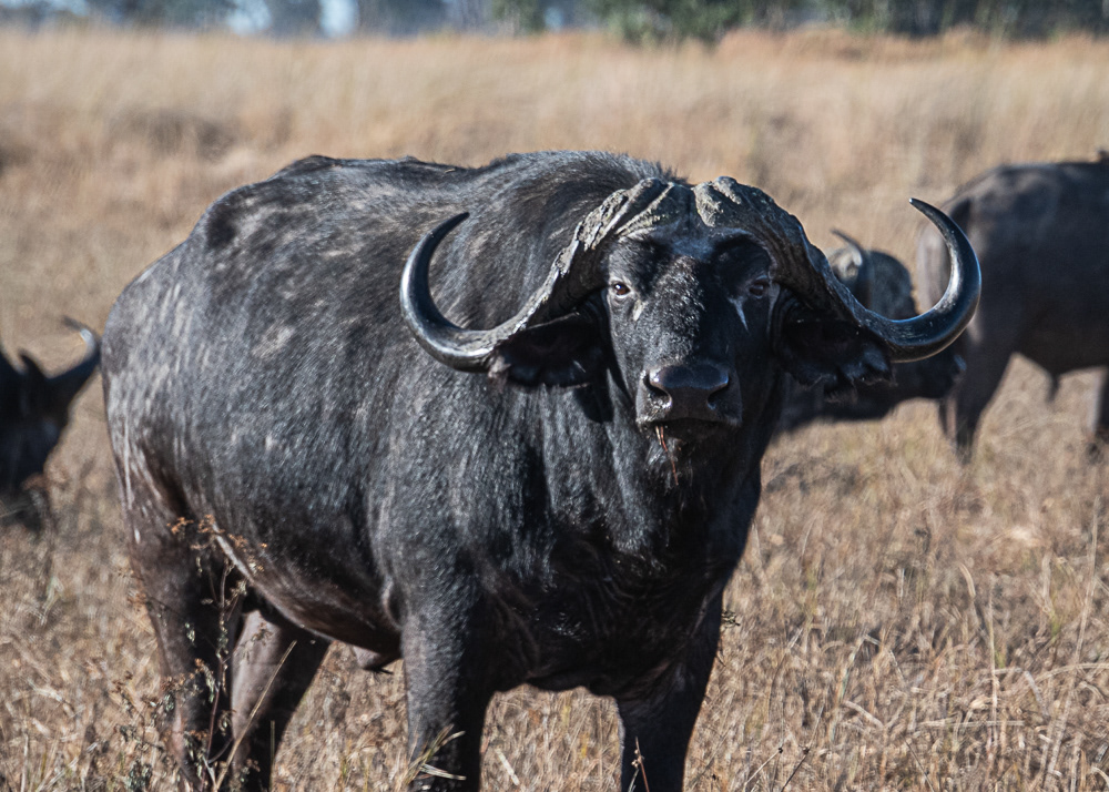 Buffalo at Okavango Delta
