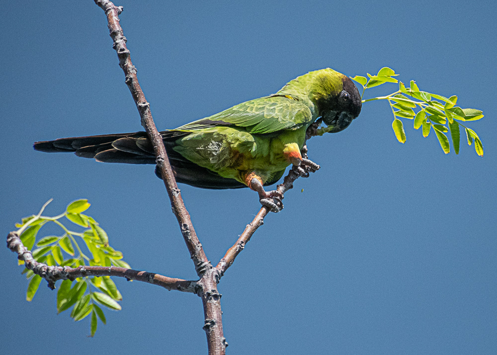 Nanday Parakeet at Ecological Reserve in Buenos Aires