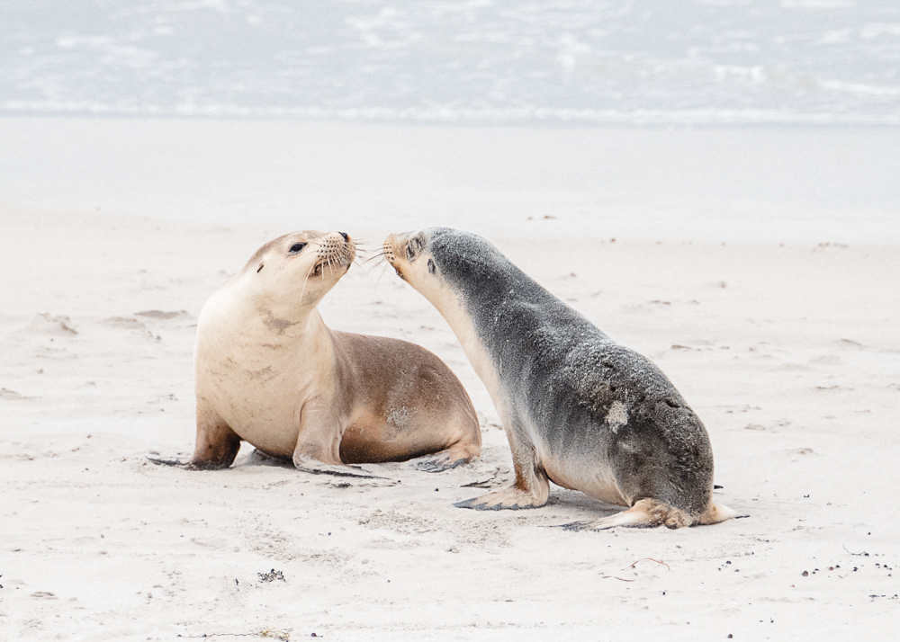 Baby Seals at Seal Bay on Kangaroo Island