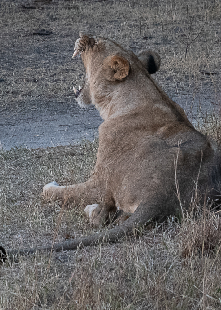 Lion at Hwange