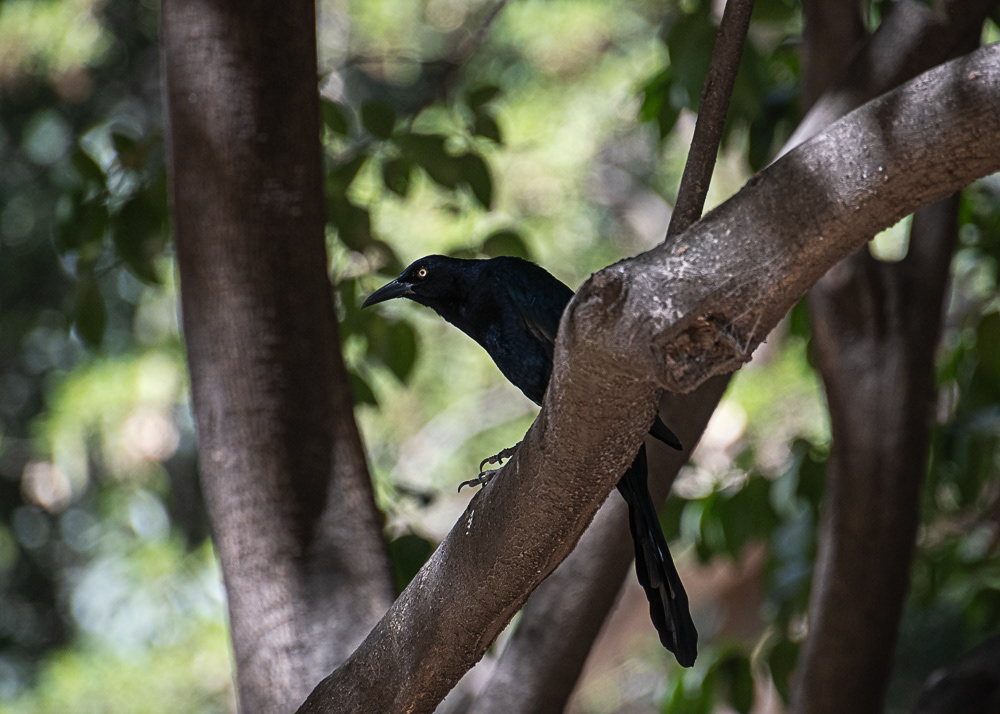 Boat Tailed Grackle at Mexico City Botanical Gardens