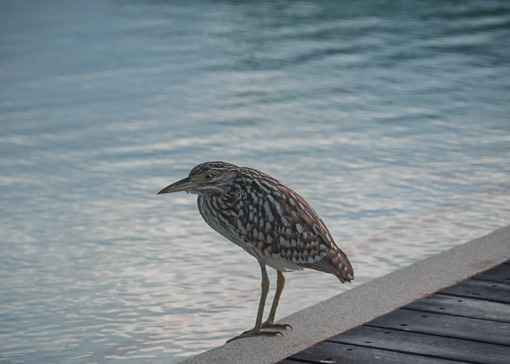 Nanking Night Heron Poolside at Cairns