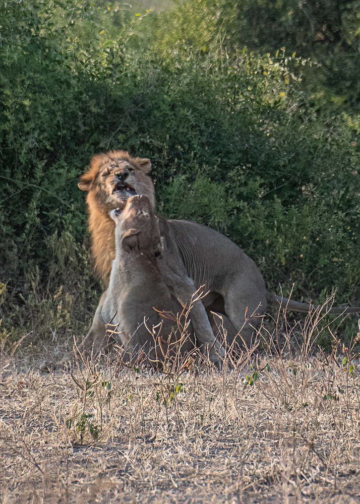 Lions Mating at Chobe