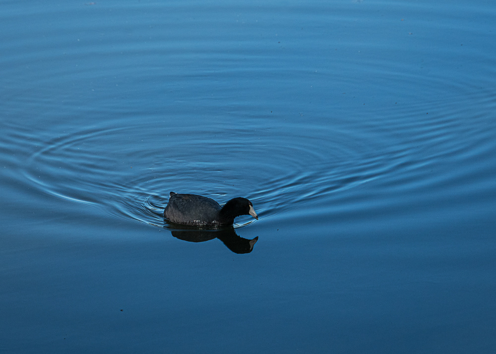 American Coot  at Xochimilco Ecological Park
