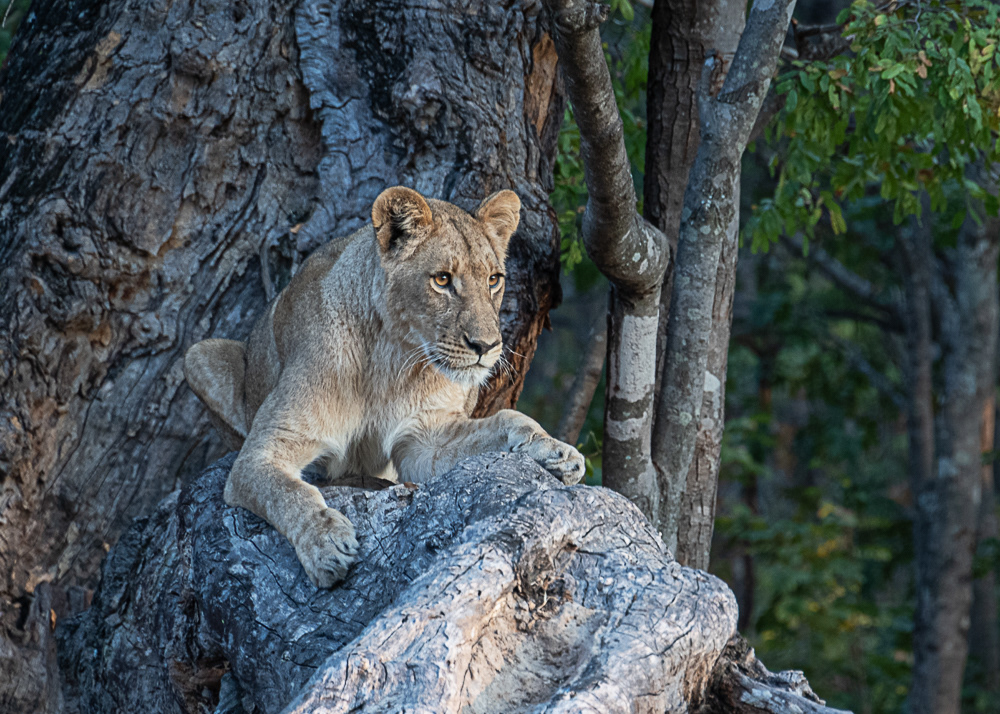 Lions at Hwange