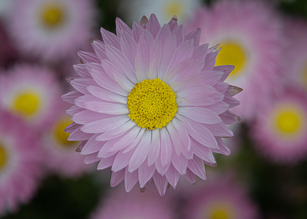 Sydney Royal Botanical Gardens