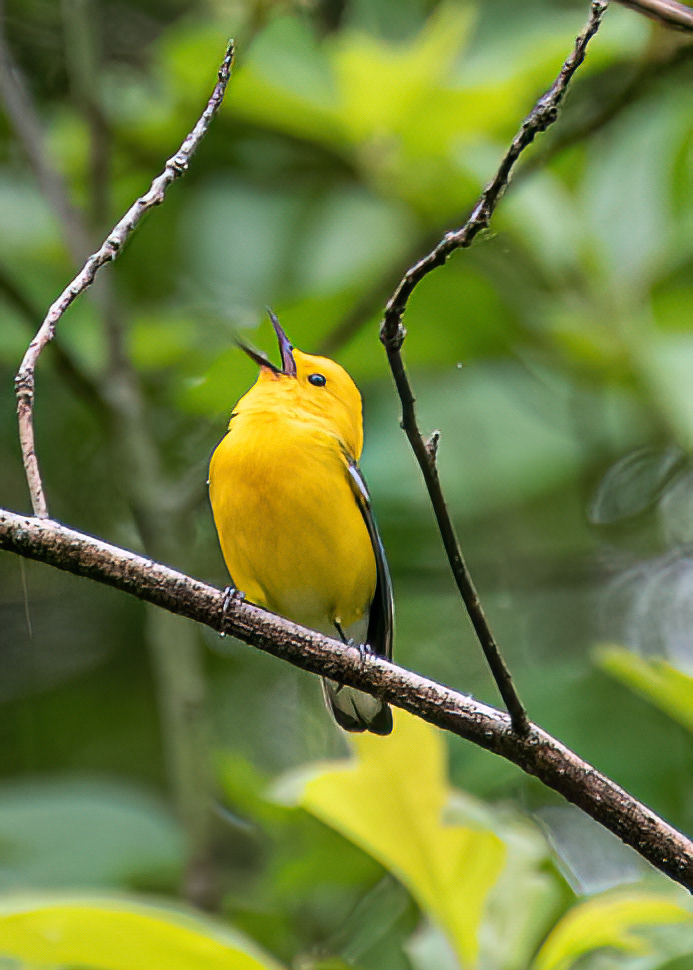 Prothonotary Warbler at Veterans Memorial Park