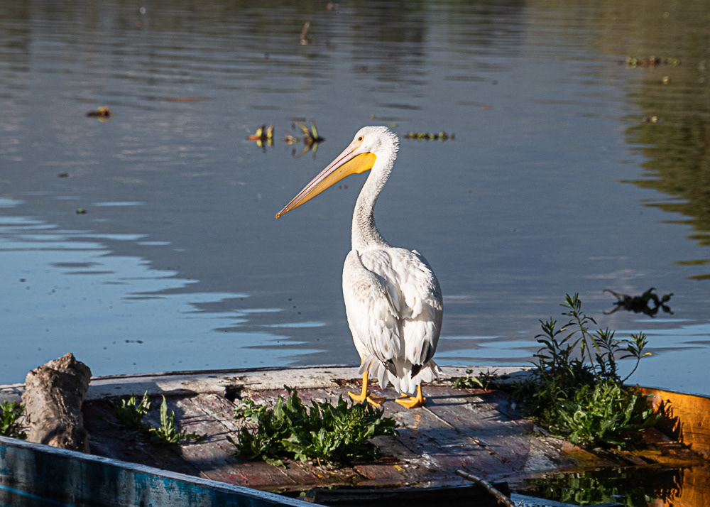 White Pelican at Xochimilco Ecological Park in Mexico City
