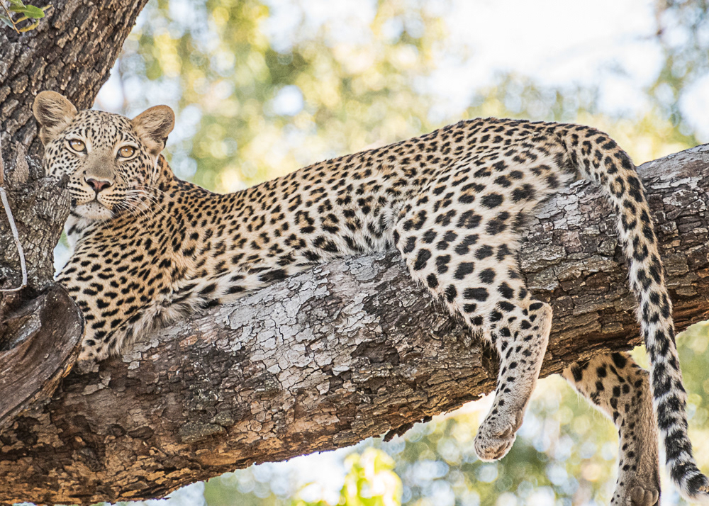 Leopard Resting after Kill in Okavango Delta
