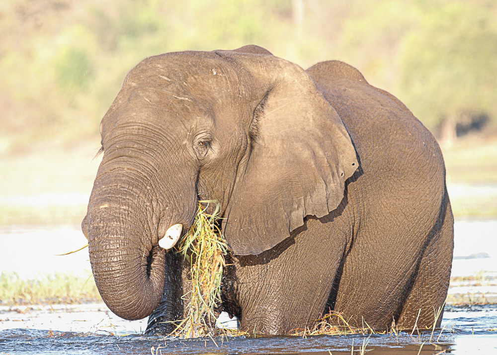 Elephant in Chobe River