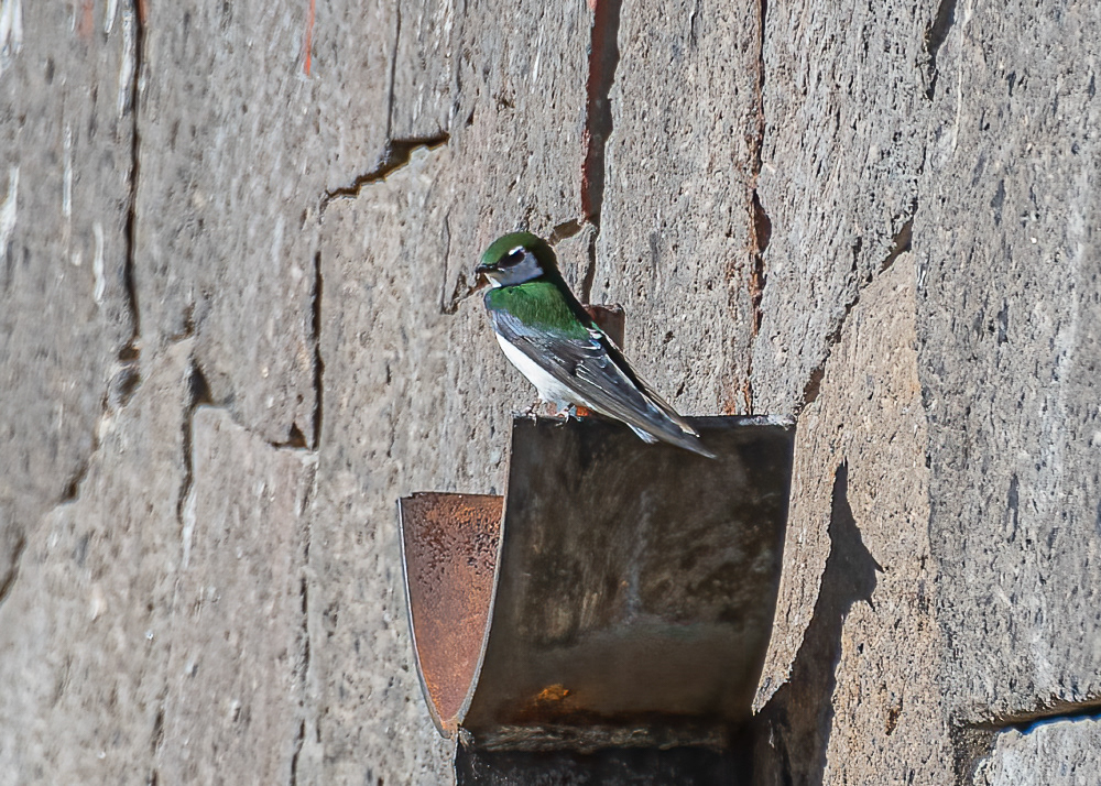 Violet Green Swallow at Sierra Chincua Monarch Reserve