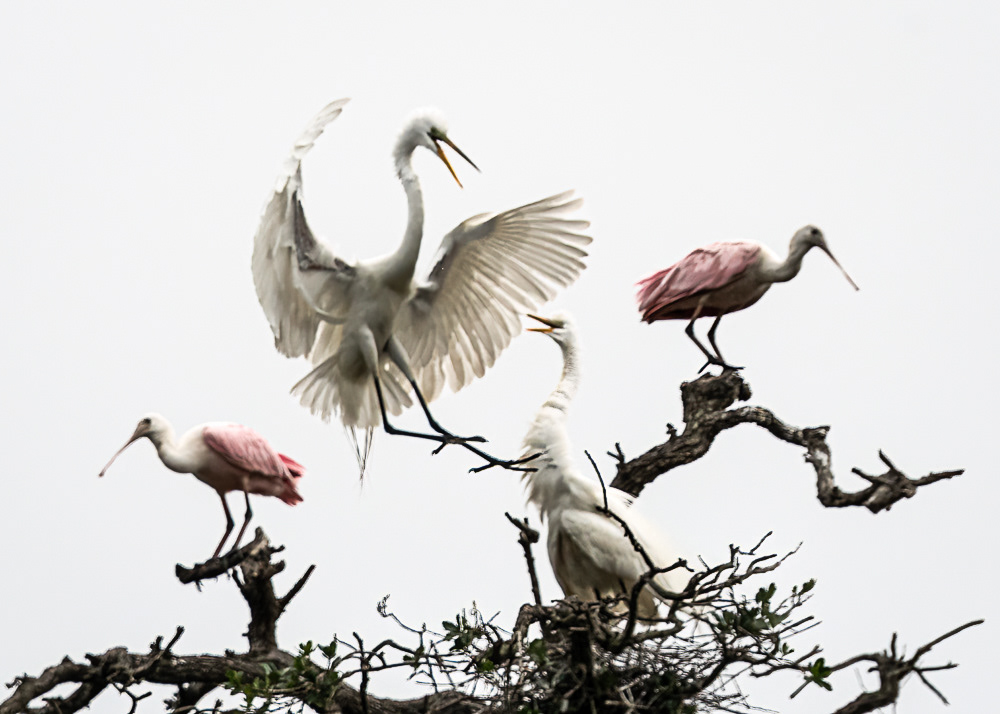 Great Egrets and Spoonbills at Alligator Farm in St. Augustine Florida