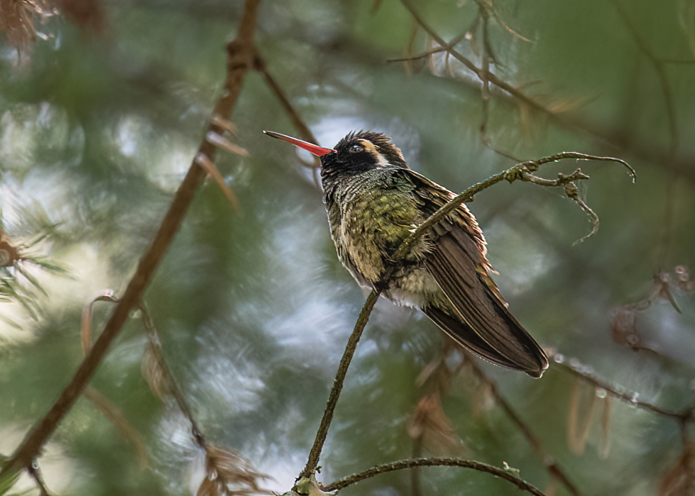 White Eared Hummingbird at El Rosario Monarch Reserve