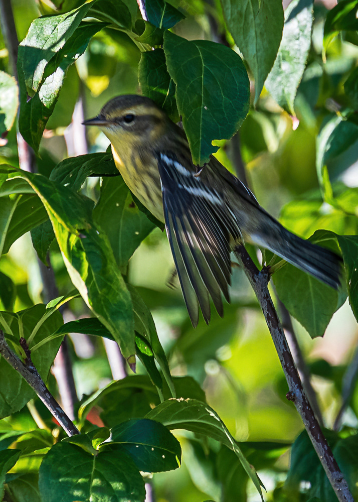 Black Throated Green Warbler at Hawk Mountain