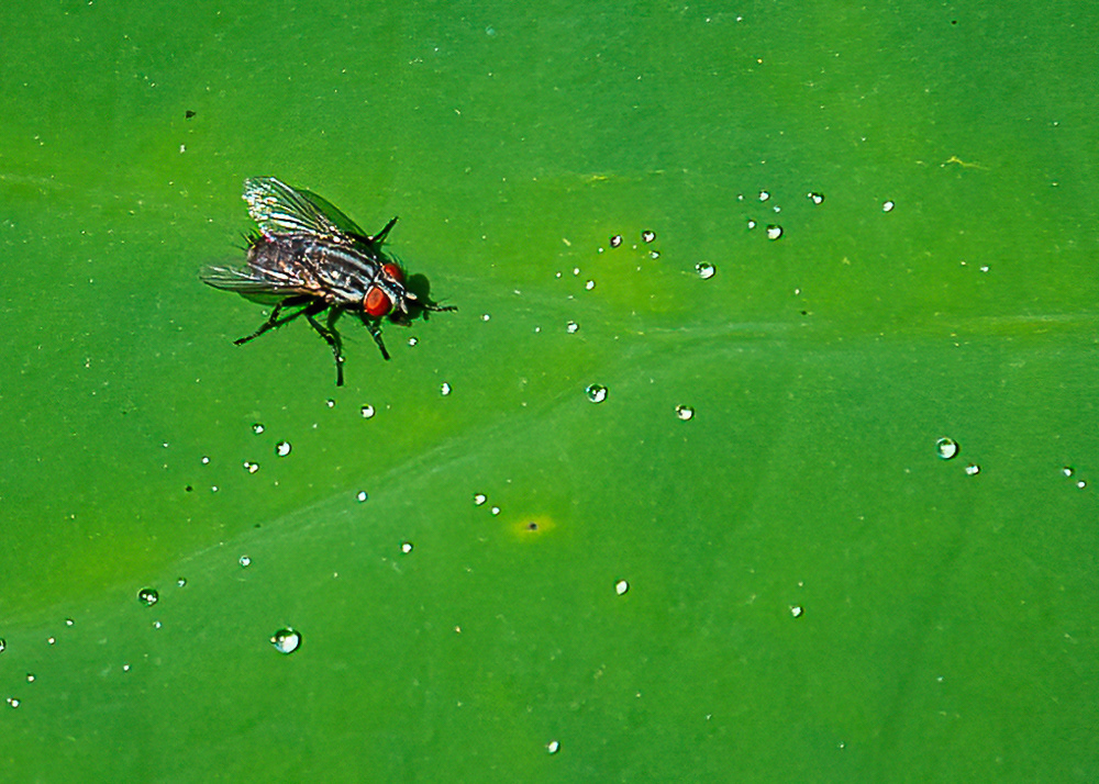 Fly on a Lotus Leaf at Kenilworth