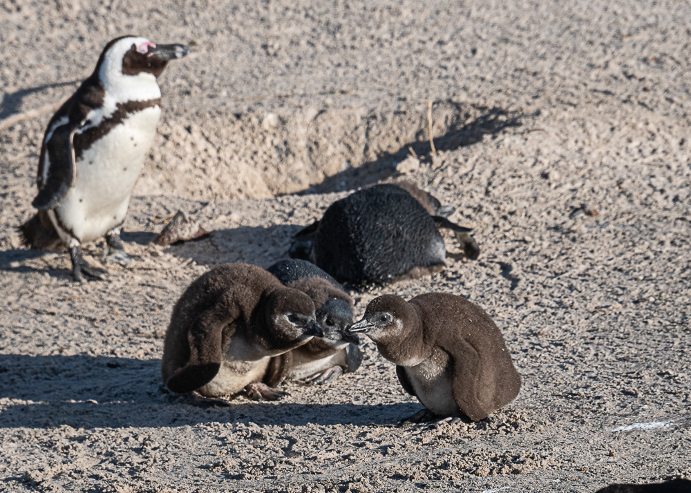 Boulder Penguin Colony