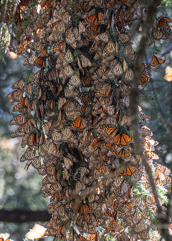 Monarchs at El Rosario Monarch Reserve