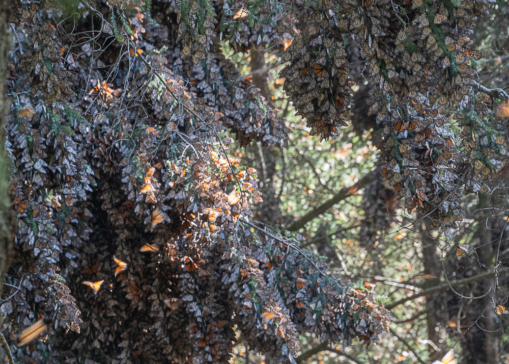 Monarchs clustered on Oyamel Firs at El Rosario Monarch Reserve
