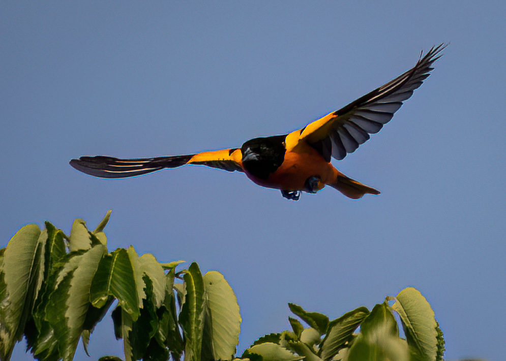 Baltimore Oriole at Four Mile Run Park
