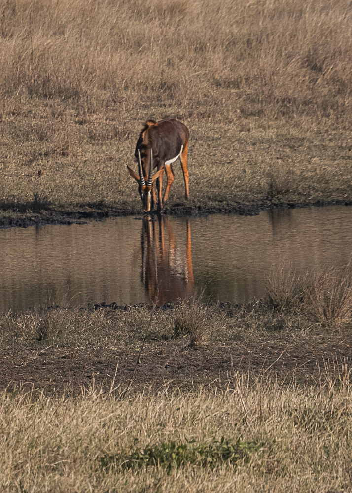 Sable at Watering Hole