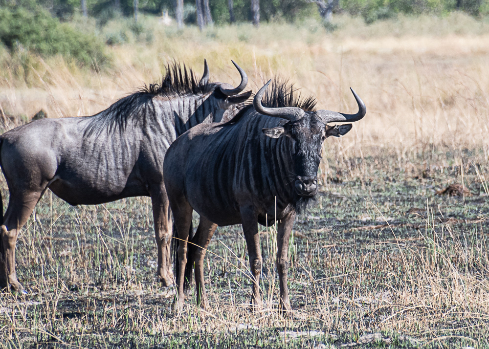 Wildebeest