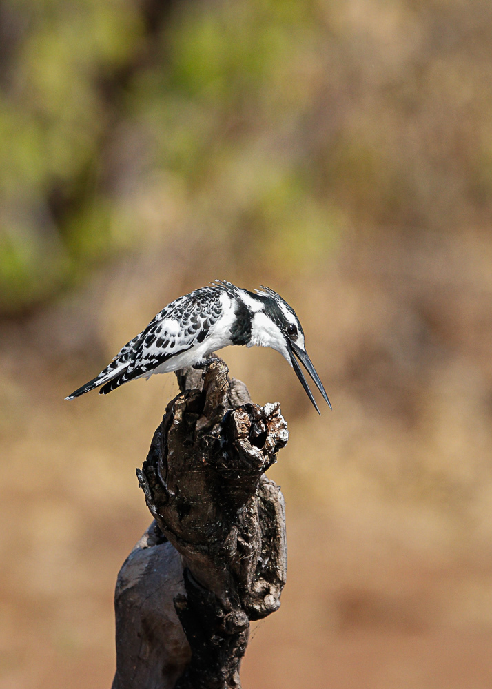 Pied Kingfisher at Chobe River