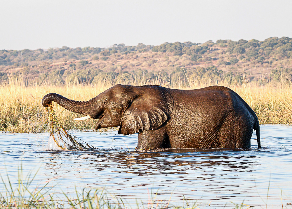Elephant in Chobe River
