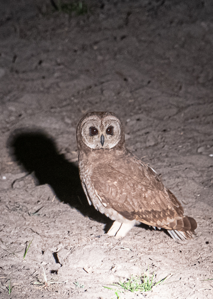 Marsh Owl at the Delta