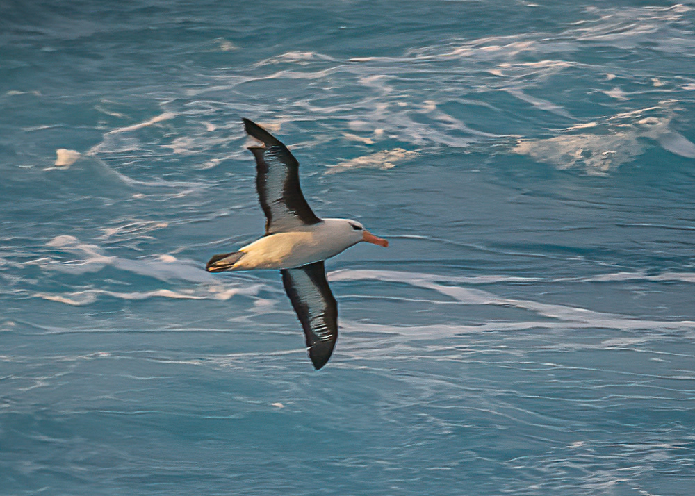 Wandering Albatross Following the Ship