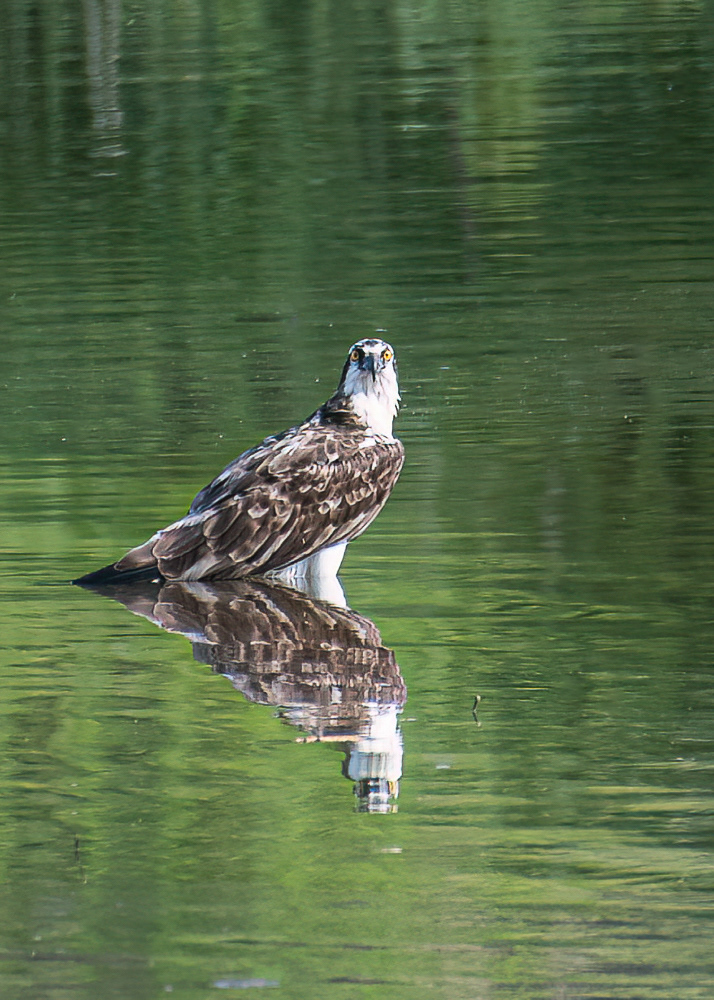 Osprey at Four Mile Run Park