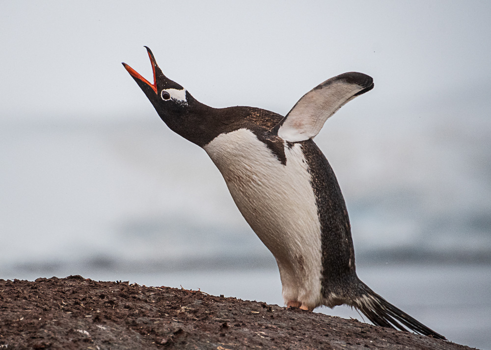 Gentoo Penguin
