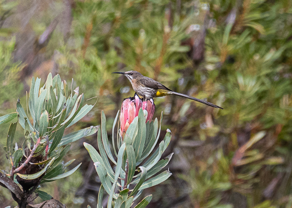 Cape Sugarbird