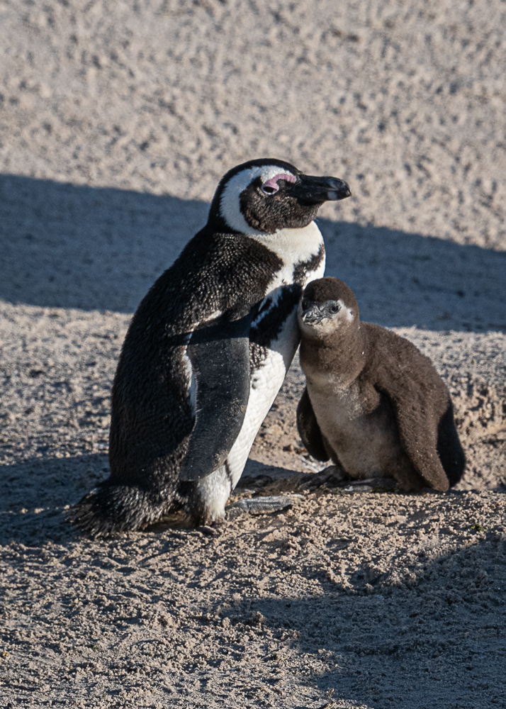 Boulder Penguin Colony