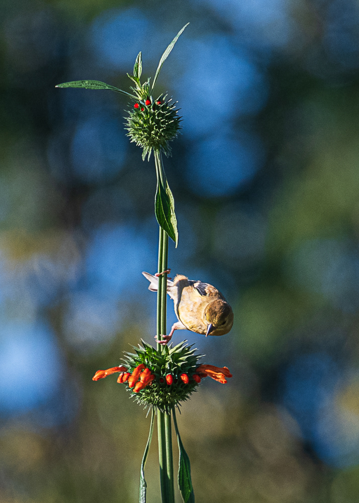 Goldfinch at Green Springs Park