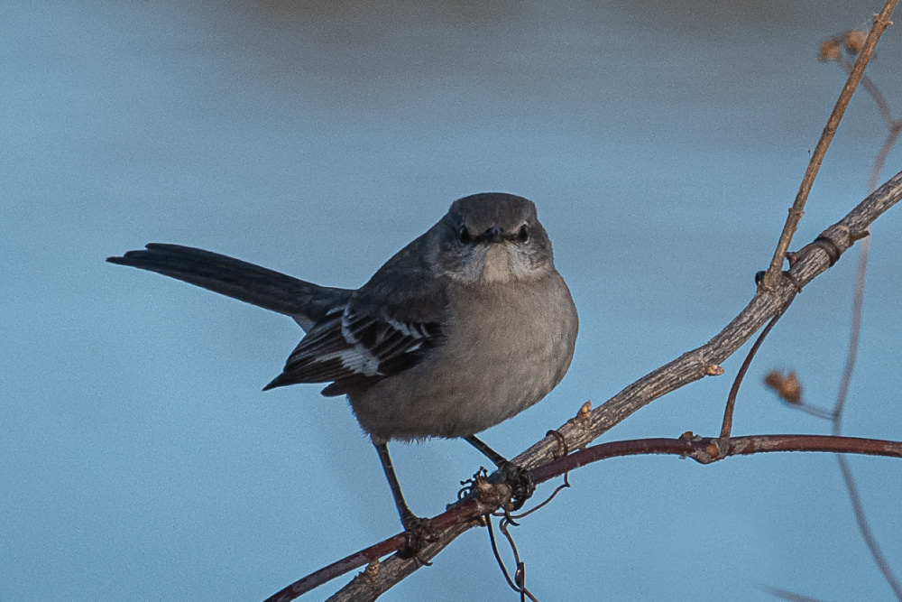 Northern Mockingbird at Four Mile Run Park