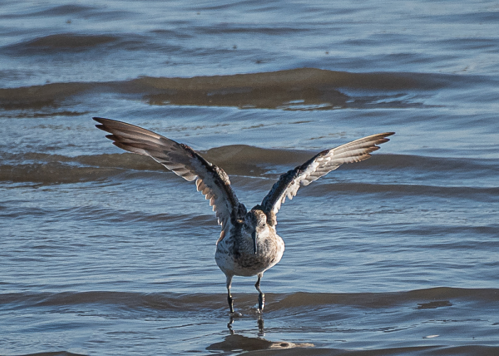 Shorebird at Cairns