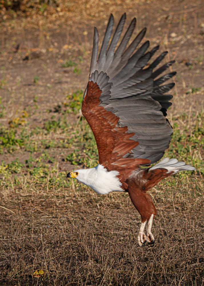 Fish Eagle at Chobe River