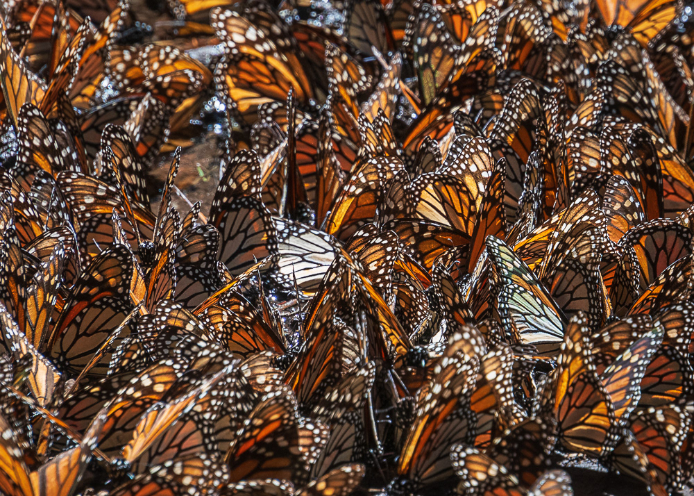 Monarchs puddling for nutrients and moisture at El Rosario Monarch Reserve