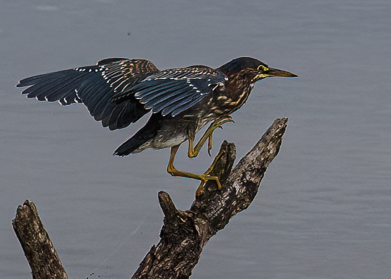 Green Heron at Huntley Meadows