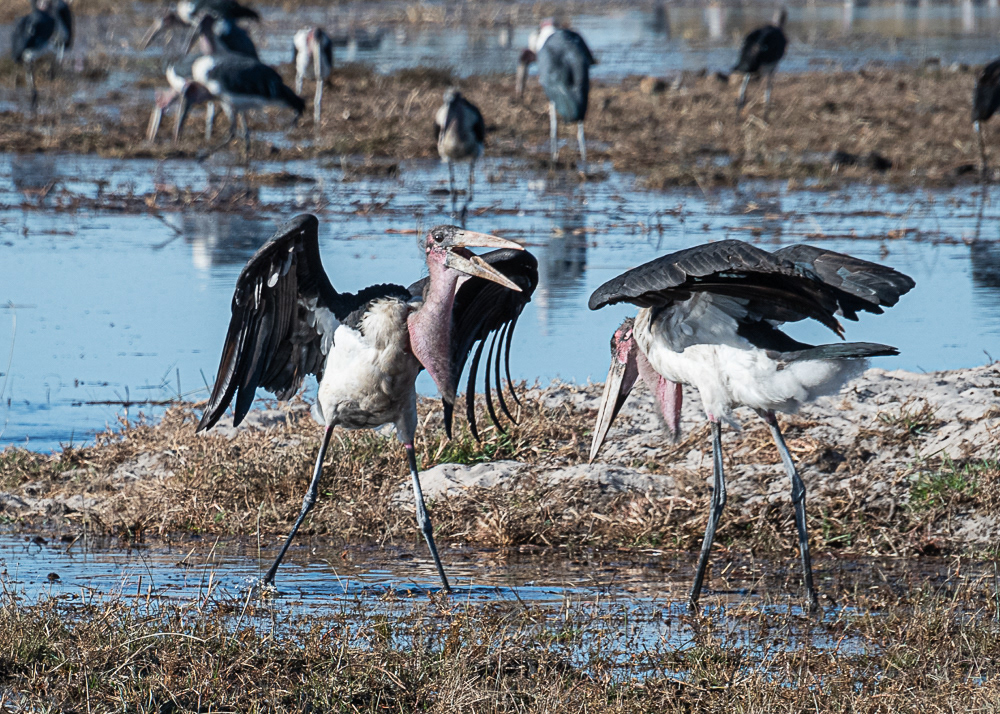 Maribou Storks