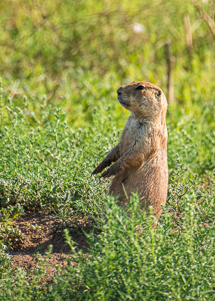 Zombie Prairie Dog