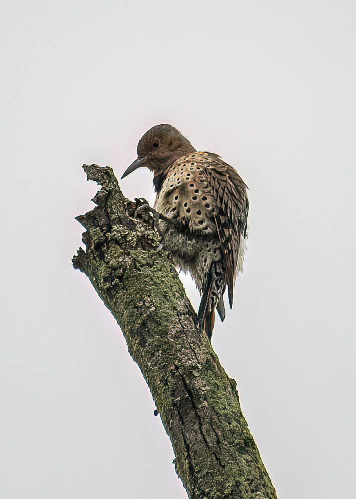 Northern Flicker at Four Mile Run Park