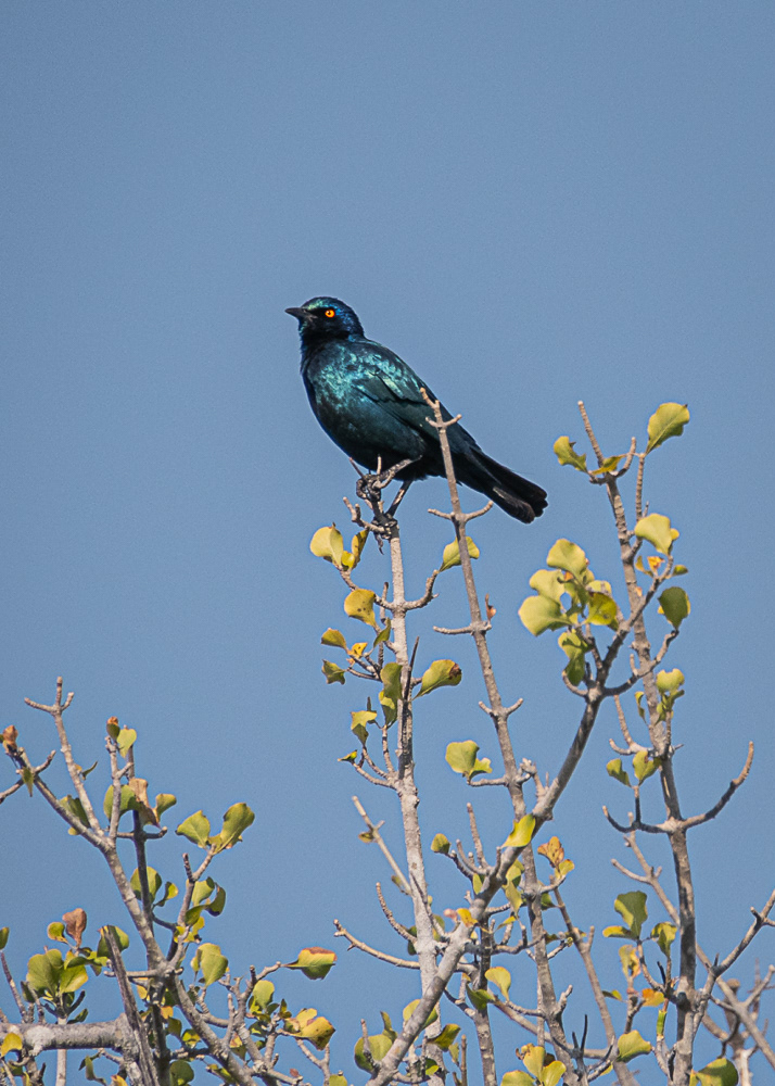 Glossy Starling at Chobe Reserve