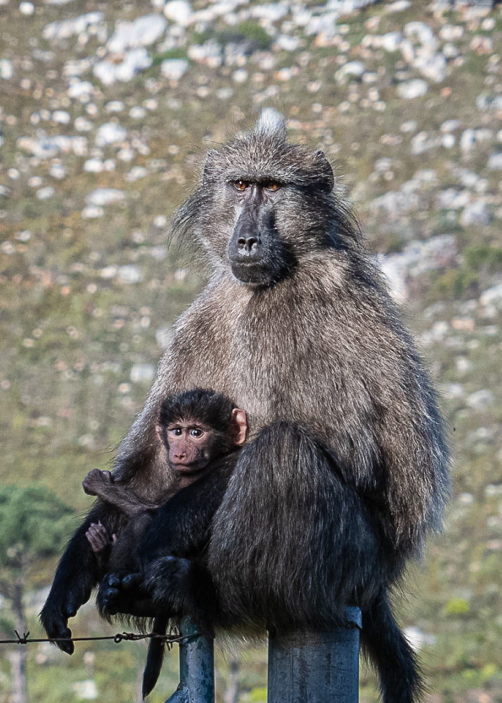Baboons at Cape of Good Hope
