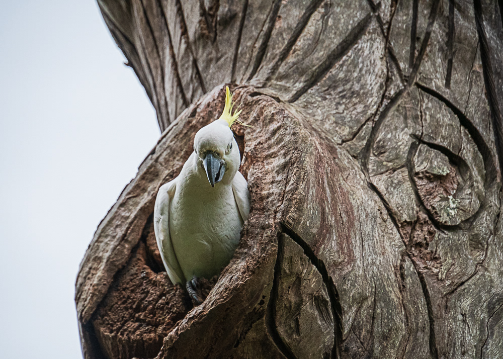 Cockatoo at Sydney Royal Botanical Gardens