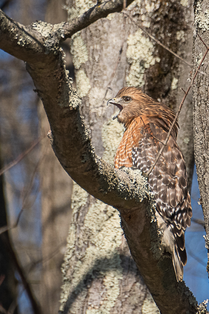 Red Shouldered Hawk at Huntley Meadows