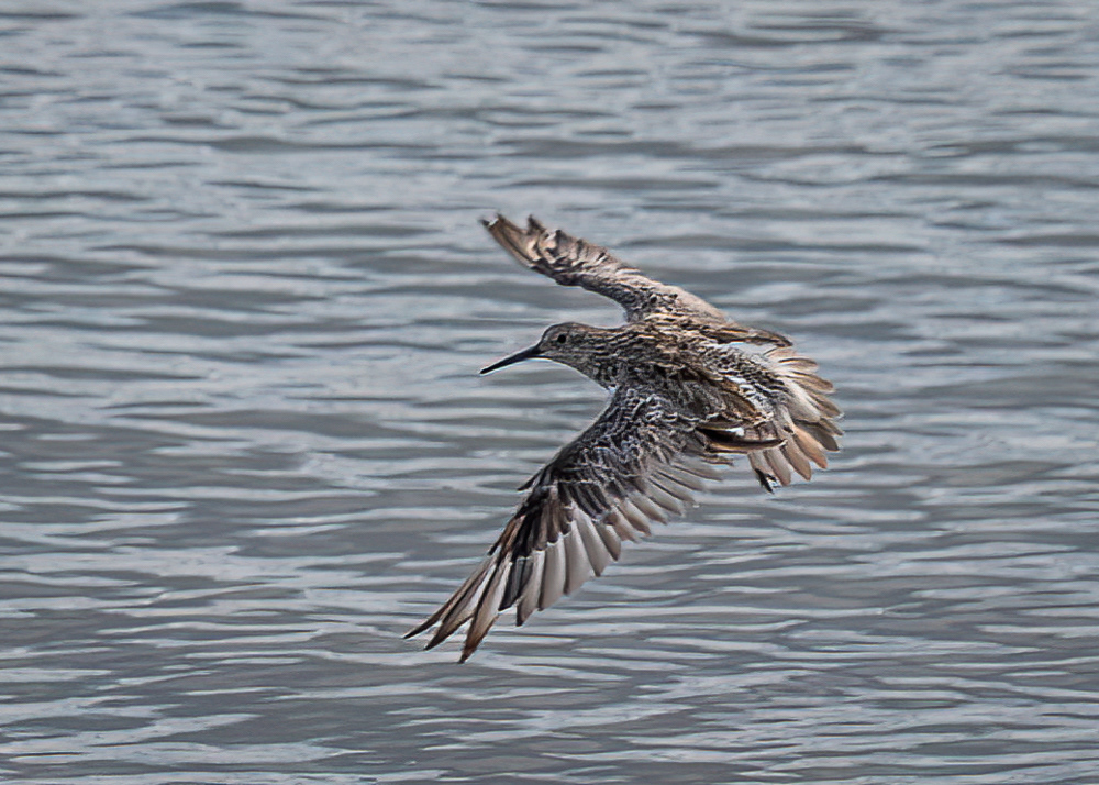 Shorebirds at Cairns