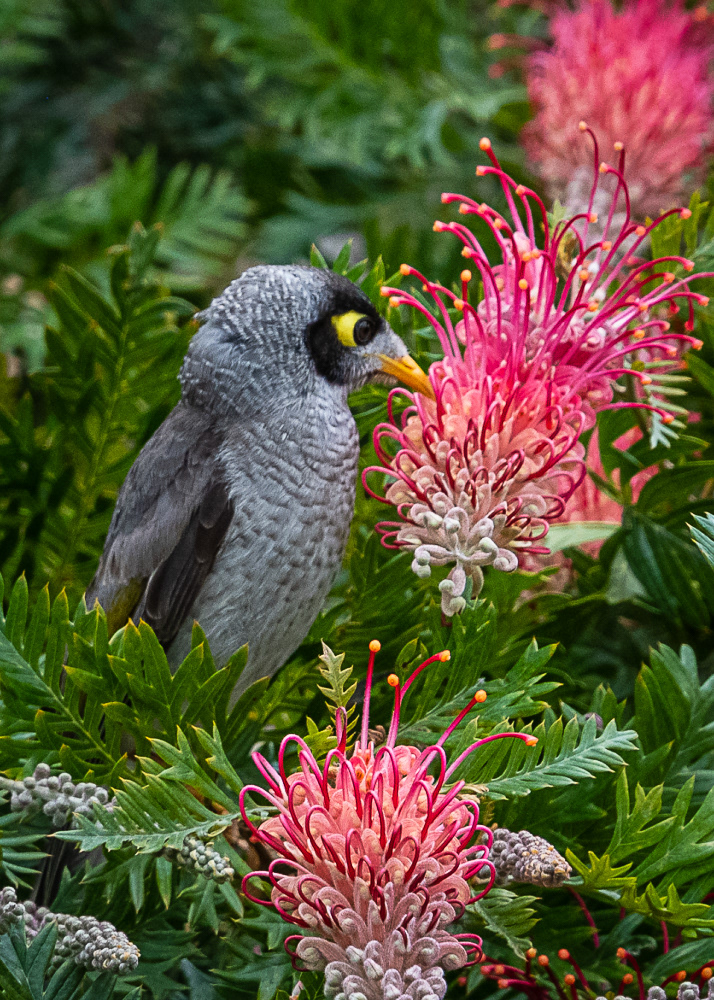 Noisy Minor at Sydney Botanical Gardens